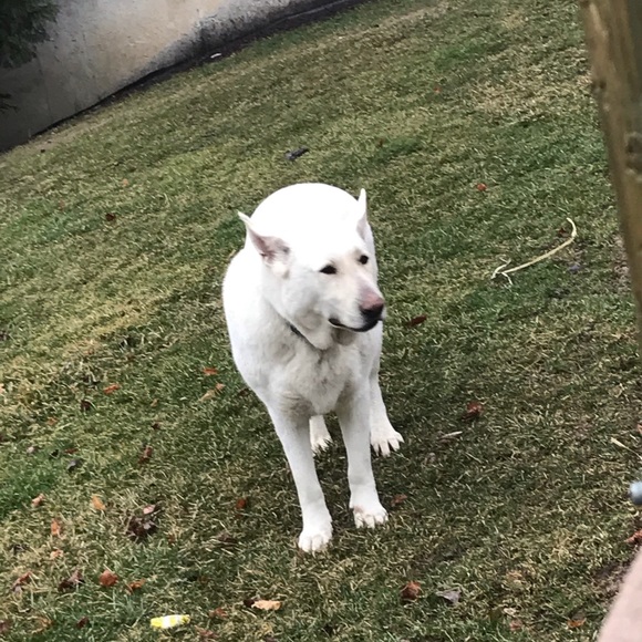 Meet your Posher, Josiah - Picture 1 of 1